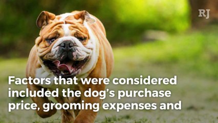 The 30 most expensive dog breeds to own