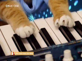 Funky Web - Les LolCats