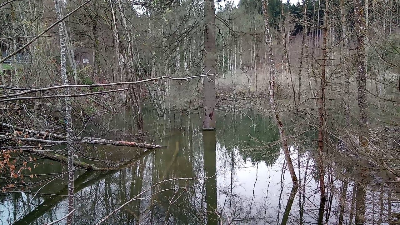 Biberdamm beim jagdaufseher