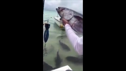 Throw a tuna at a group of giant predatory jacks and chaos breaks out, as if they were piranhas