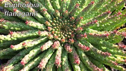 Ten Terrific Colorful Succulents