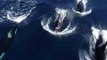 Rare Sighting of Orca Pod Off San Diego