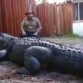 Regardez la taille de son crocodile de compagnie