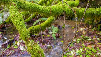 4K Relaxation Video with Nature Scenes - WATER & FOREST - 6