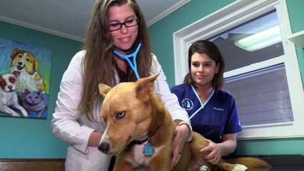 Welcome to Town and Country Animal Hospital