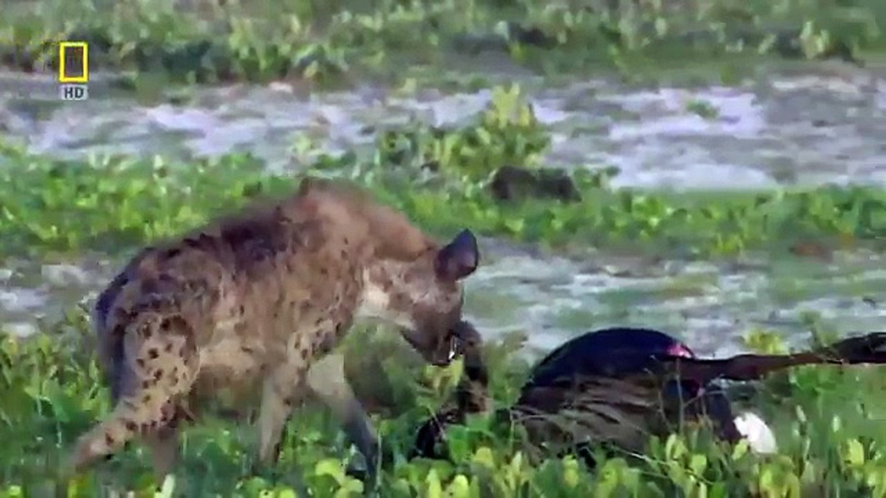 Roar of the Last Lioness - Hunt for a Mate (Nature/Wildlife Documentary)