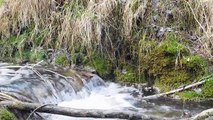 sonidos de agua rios y arroyos /sounds of rivers streams/nature sounds/
