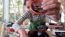 Succulent Leaf Propagation from Start to Finish w/ Sucs for You