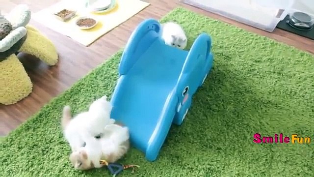 Смешные Коты ДО СЛЕЗ Приколы с Котами Кошками 2017