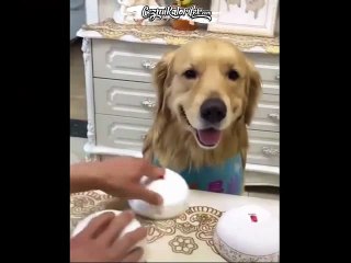 Hayal Kırıklığının Bariz Simgesi Olan Köpek