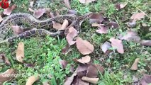 Wow! Strong Girl Catching Snake Using Bare Hand - Girl Catch Snake in Cambodia