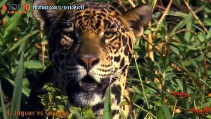 THE TOP 10 || TOP 10 JAGUARS .V.S. ANIMALS || jaguars .v.s. Crocodile, Capibara, Cayman, Puma...