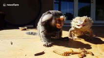 Hungry monkey and bearded dragon can’t stop eating mealworms