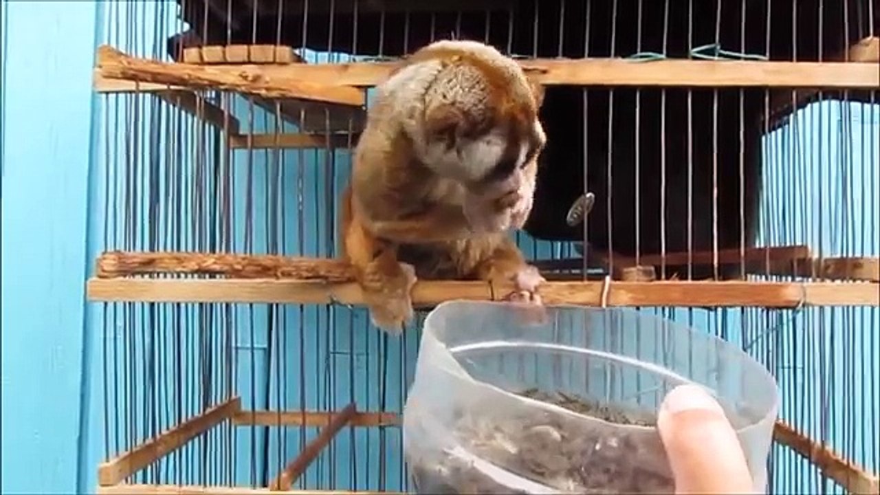 10 ANIMAIS FOFOS QUE PODEM TE MATAR