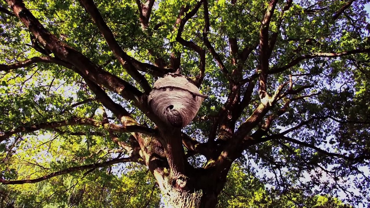 Henry Danger: Un mal día