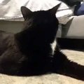 Cuando el gato escucha una mala voz - Vines en Español #4