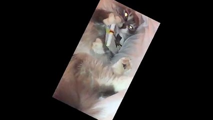 Kitty Beats the Tar out of a Chocolate Bar!