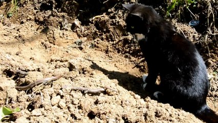 Yavru kedinin yılanla imtihanı