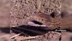 The Reptiles of the Desert  Unseen Videos of Monitor Lizard Snake Cobra PART 2