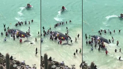 Le sauvetage incroyable d'une baleine