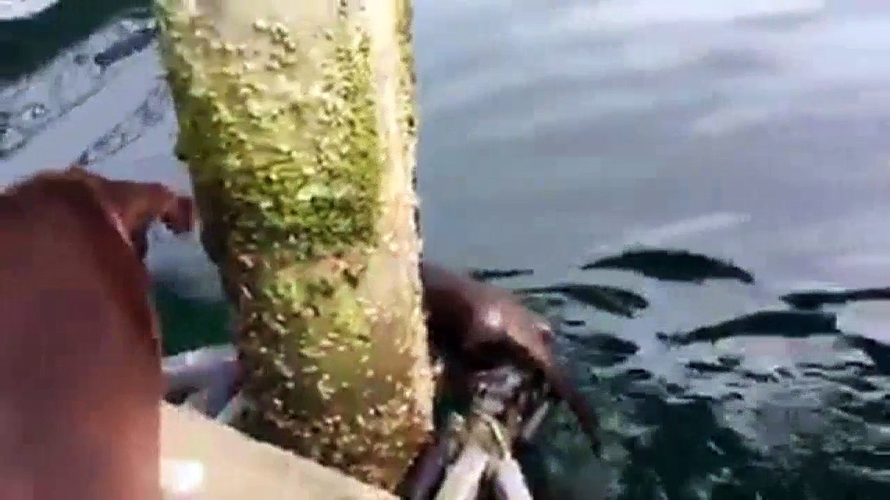 ARE DOGS PART OTTER OR ARE OTTERS PART DOG?