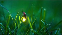 Ateş böcekleri nasıl ışık yayar?  (Çocuk Belgeseli)