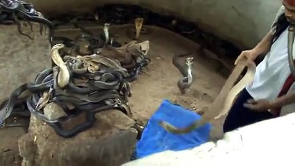 Man Selecting Cobras For Snake Show