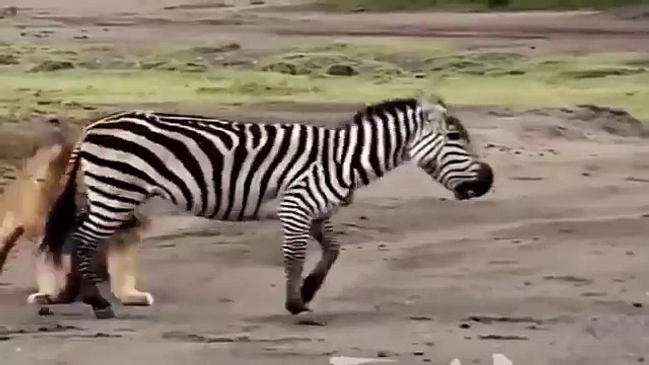 Lion Kills Warthog in Kruger Park - Lion vs Warthog Struggle to Death