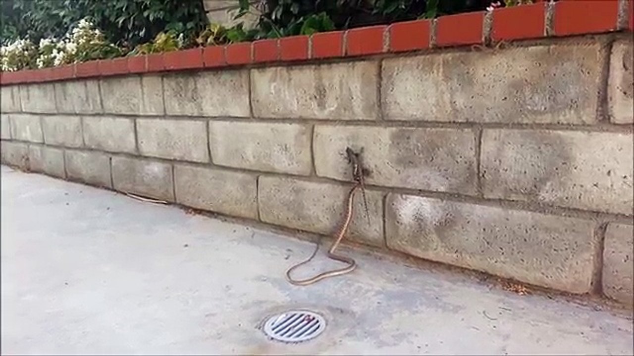 Snake vs. Lizard Amazing footage Snake try to eat lizard