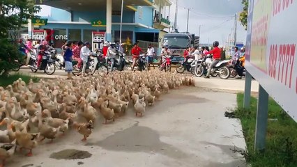 DUCK ARMY Videos Compilation || NEW