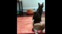 Funny Mother Cat and Cute Kittens - Best Family Cats Compilation 2018