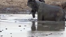 Mother Elephant Defends Her Baby From Two Hippo - Elephants rescue Elephant Wildlife