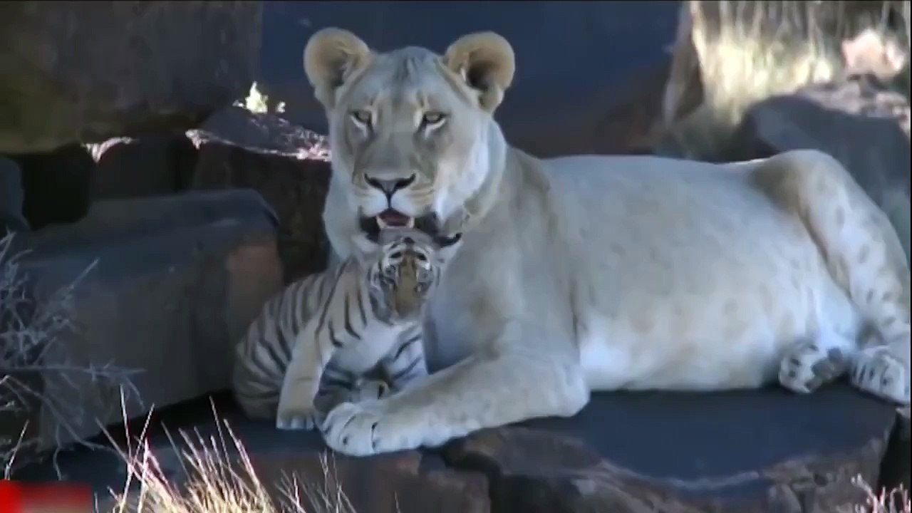 Mother Of Tiger Die The Lion Steals Baby Tiger And Take Care Of It As Their Baby