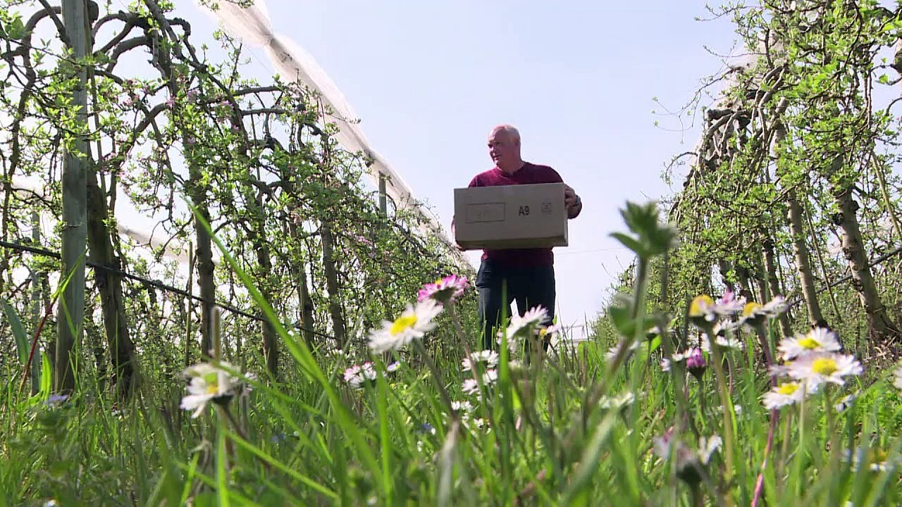 Des abeilles solitaires volent au secours des vergers français