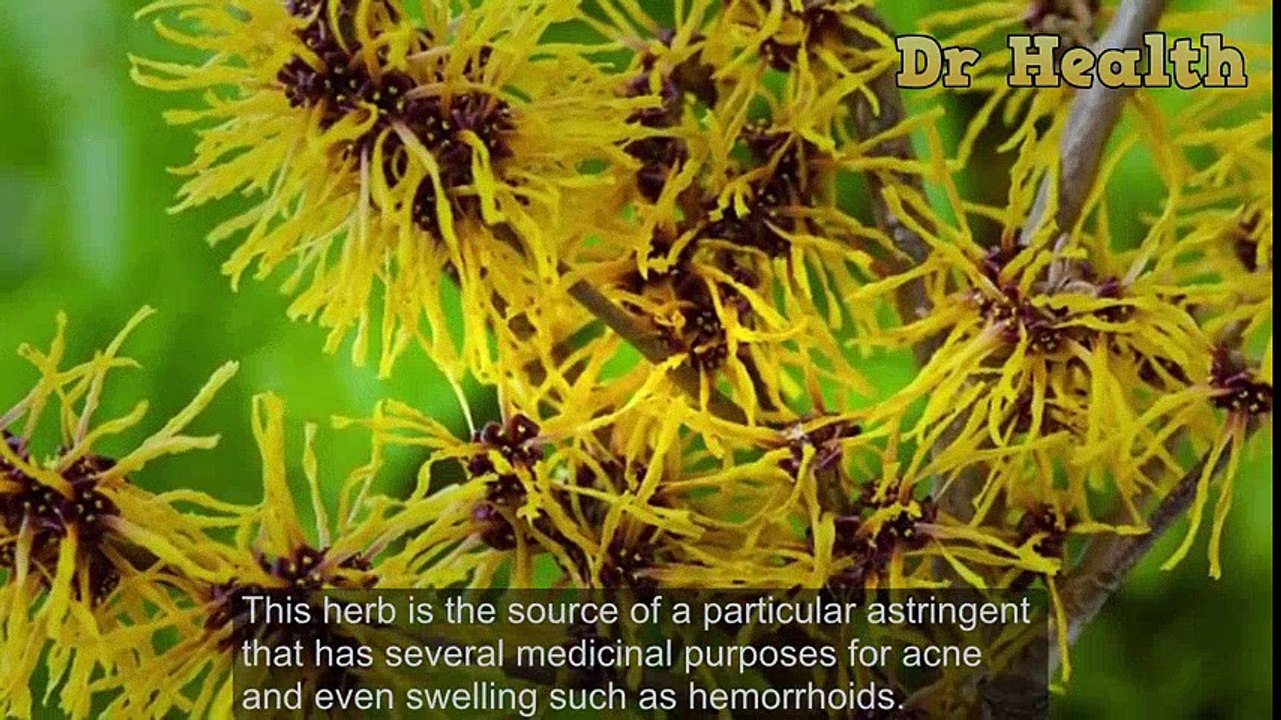 How To Cure Completely Hemorrhoids With Witch Hazel Only After A Week - 4 Easy Steps | Hemorrhoid Treatment