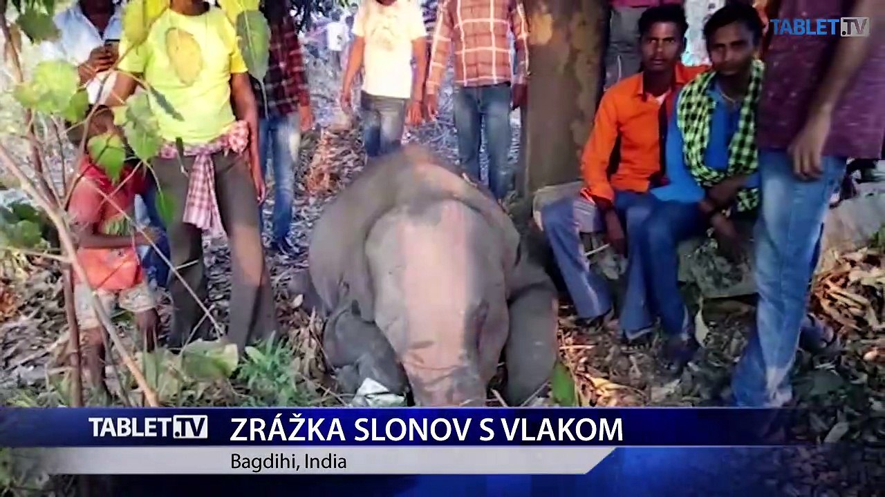 V Indii došlo ku kolízii stáda slonov s nákladným vlakom