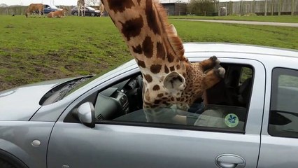 Une girafe brise la vitre d'une voiture