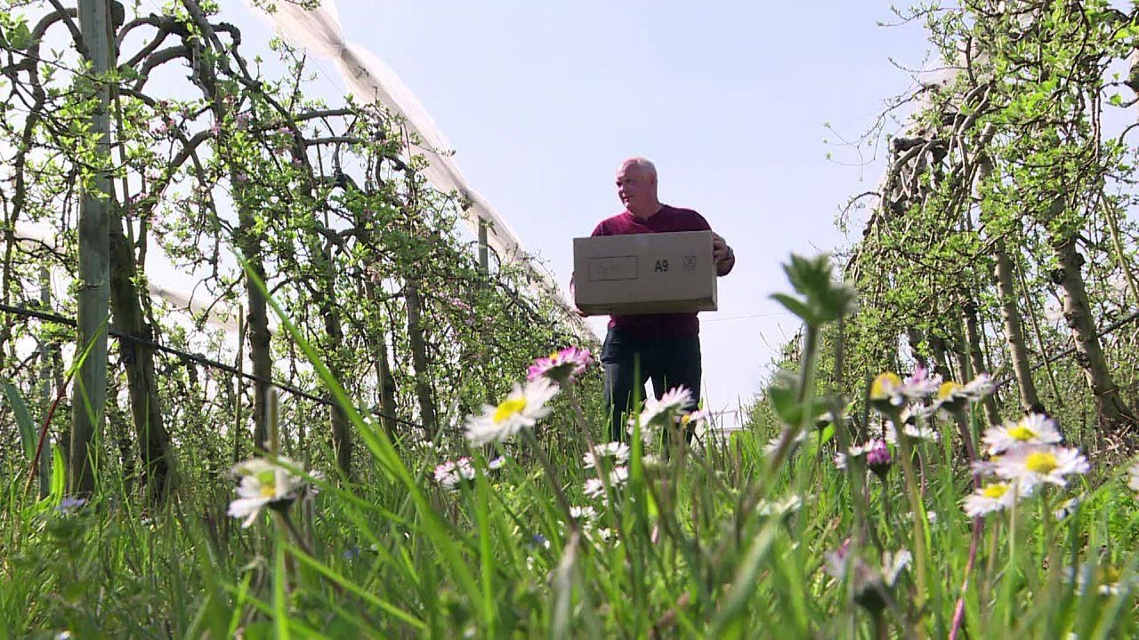 Des abeilles solitaires volent au secours des vergers français