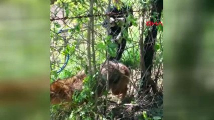 Zonguldak-Tuzağa Düşen Çakalı İtfaiye Ekipleri Kurtardı