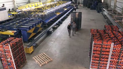 Limon tarlada 1 pazarda 5 lira - MUĞLA