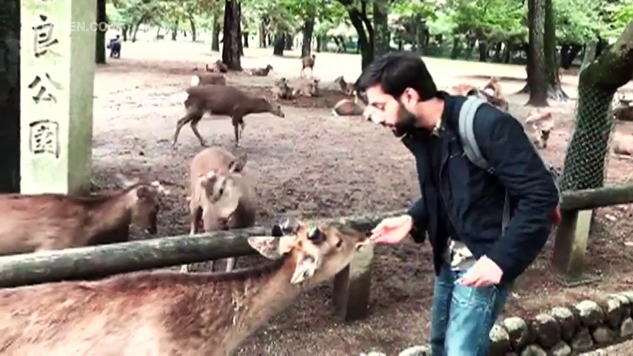 Ishqbaaz Actor Nakul Mehta CAUGHT By Japanese Deers