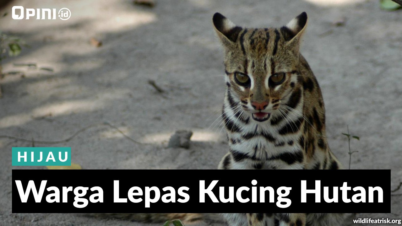 #1MENIT  Warga Lepas Kucing Hutan