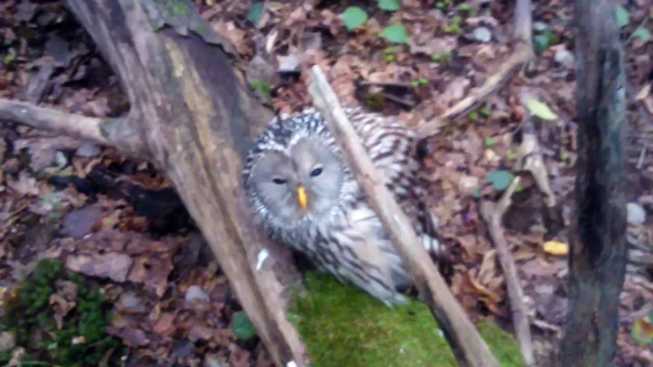 Cette chouette se laisse caresser et c'est trop mignon