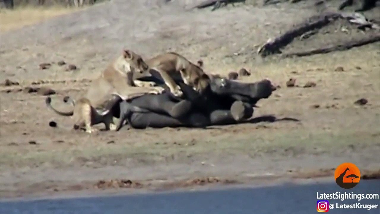 Baby Elephant Tries Fighting Lions - Latest Sightings Pty Ltd