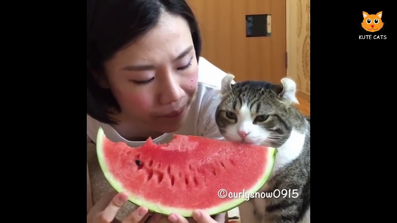 Cat Funny - Most Funny Cat Videos #106
