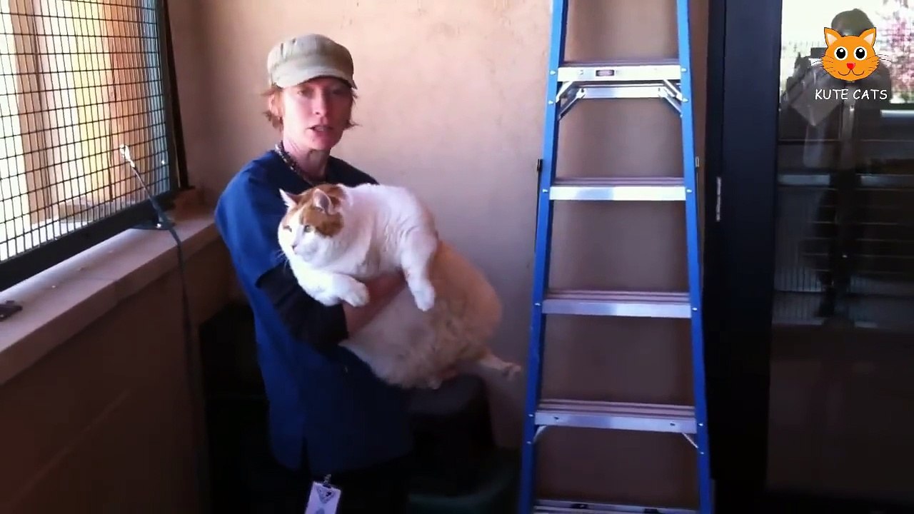 Cat Funny - Most Funny Cat Videos #105