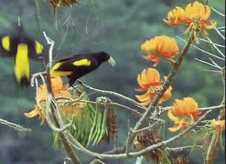 David Attenborough - Az Élet Megpróbáltatásai - 09