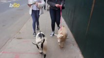 Goat Yoga is Not Happening in NYC After Health Department Concerns