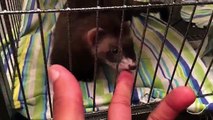 Baby Ferrets New Cage Set Up | Ferrets Update