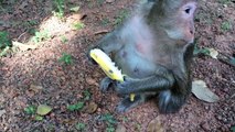 Wild Monkey Eating Food - Cute Animals And Pets Compilation